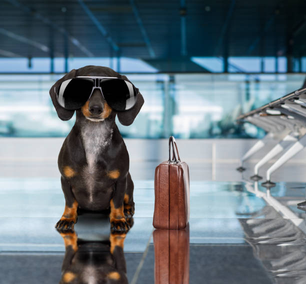 perro en aeropuerto